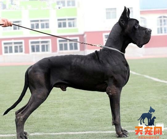 温柔的巨型犬，大丹犬