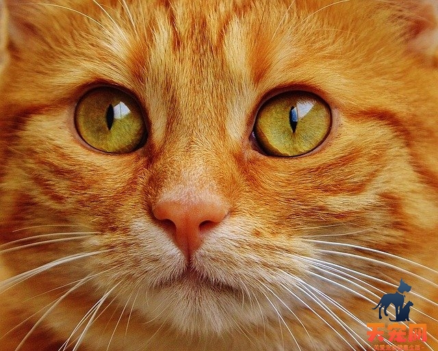 怎么判断猫咪是否得胰腺炎