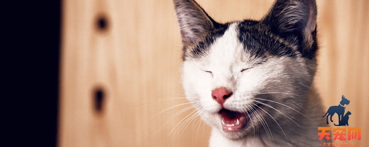 猫吃了红霉素软膏会不会有事 应该怎么办