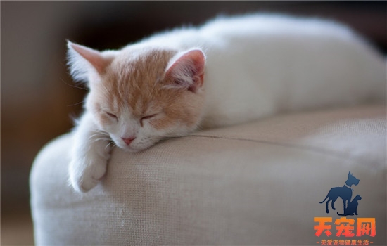 猫的睡姿代表什么 你家的猫咪喜欢怎样睡觉