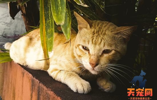 猫咪一只眼睛流泪有分泌物睁不开