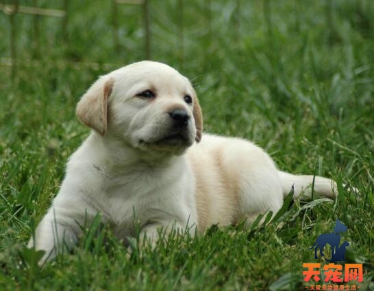 拉布拉多幼犬怎么喂养