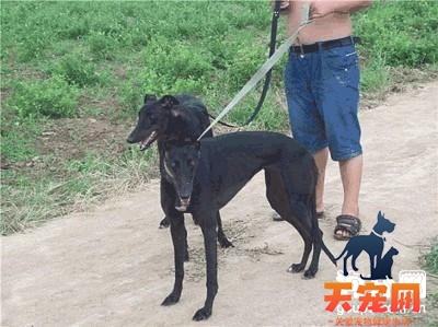 训练格力犬不拉扯牵引绳的方法
