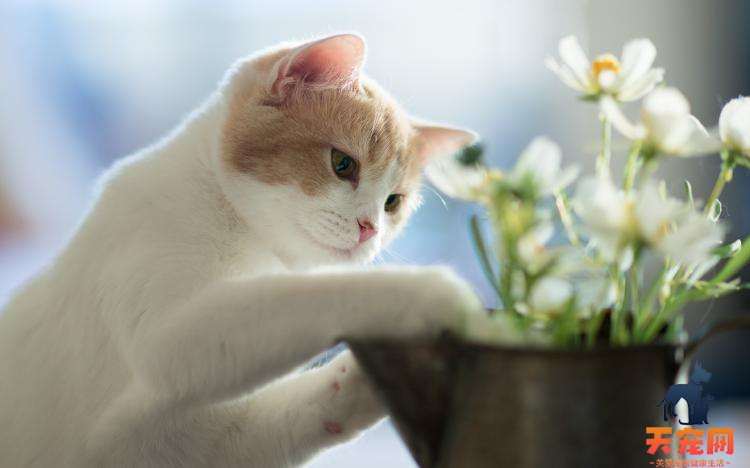 茉莉花对猫有毒吗 茉莉对猫有害吗