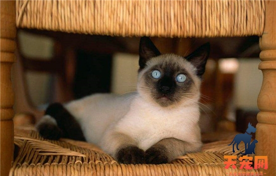 暹罗猫是什么品种 它可是短毛猫里的代表哦！