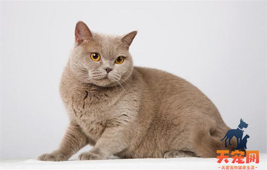 ​丁香色猫是什么品种