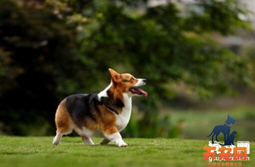 柯基犬和其他狗狗混养好吗