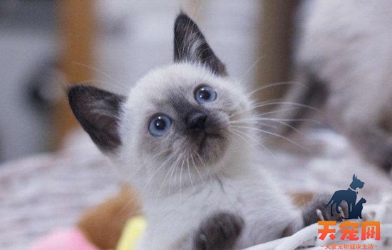 世界十大名猫 这十只猫咪真的非常有名了！