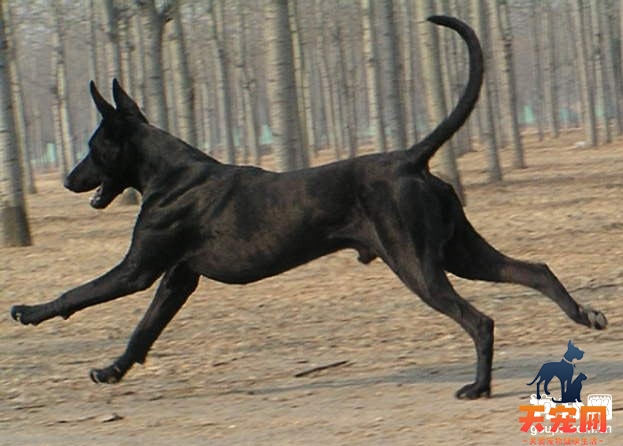 如何训练黑狼犬不追逐其他动物？
