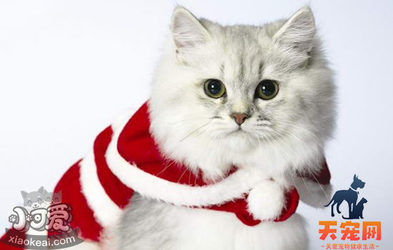 褴褛猫生产前要准备哪些东西 褴褛猫生产前有什么征兆