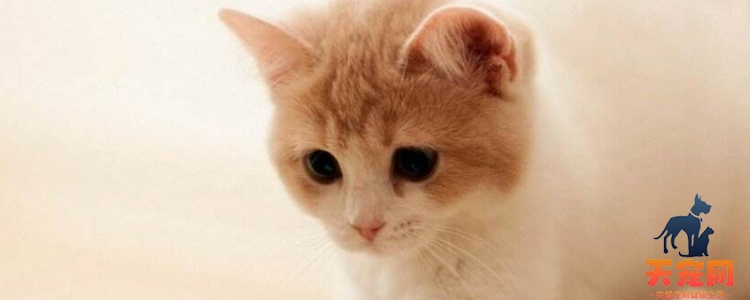 被小奶猫抓伤渗了一点点血 如何处理伤口？