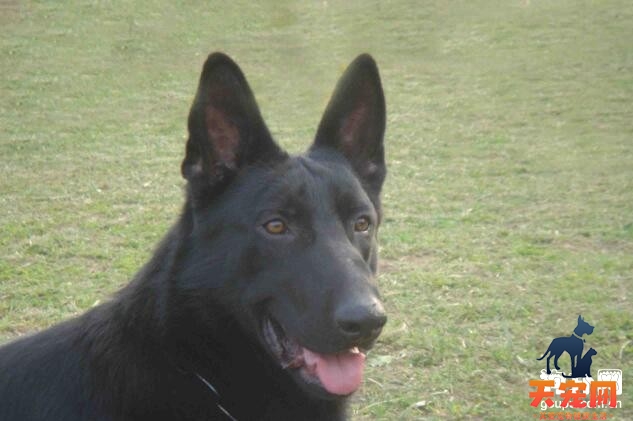 给黑狼犬梳理毛发的方法步骤