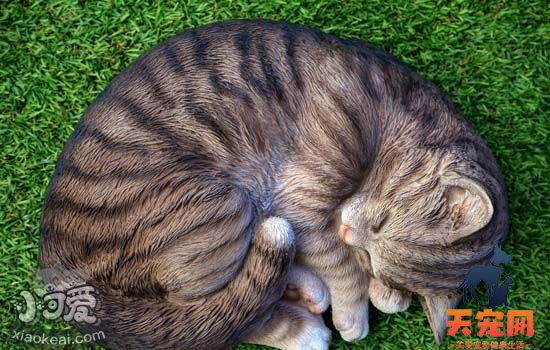 猫咪便秘了怎么办 猫咪便秘应该怎么治疗