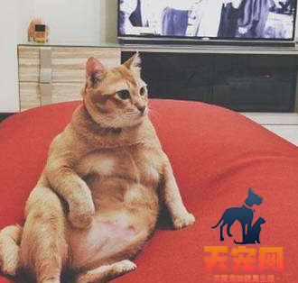 橘猫为什么比一般猫胖 心宽体胖