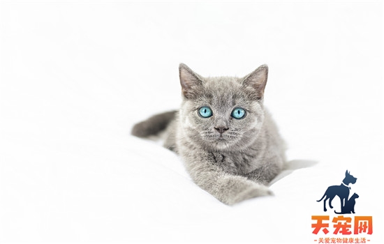 猫咪胡子被剪掉一半怎么办
