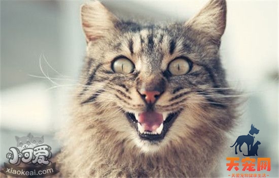 为什么有的猫很凶 猫咪脾气很臭怎么办