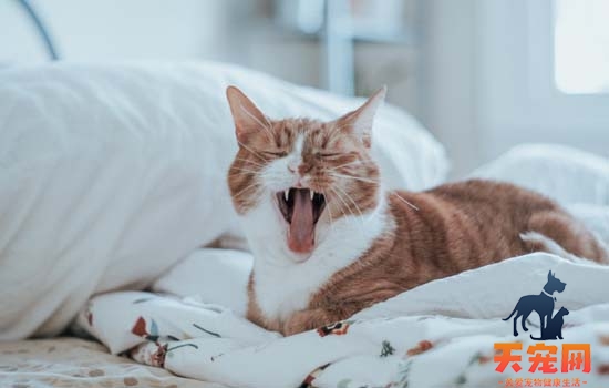 猫为什么突然在床上拉屎拉尿 小猫为什么往主人床上尿