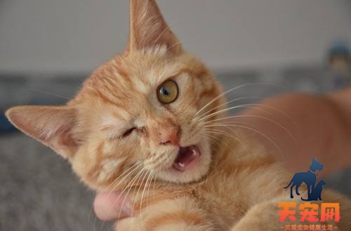猫咪结膜炎有什么症状 猫咪结膜炎症状及治疗方法