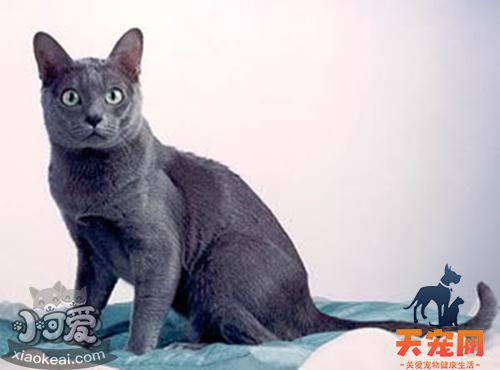 科拉特猫猫瘟怎么治疗 猫瘟隔离治疗方法