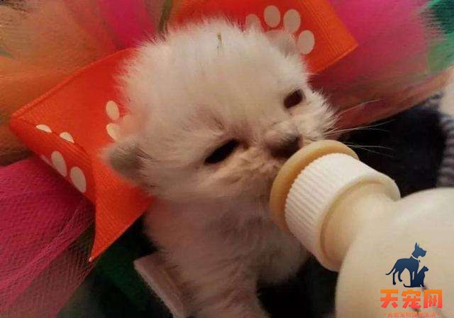 幼猫可以喝舒化奶吗