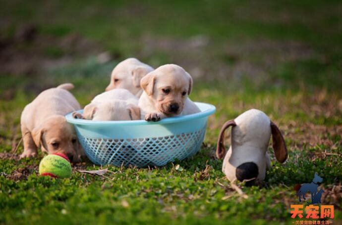 拉布拉多幼犬什么时候打疫苗