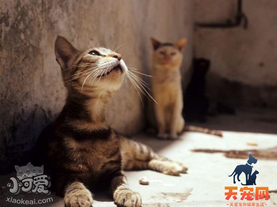 怎么治疗索马里猫幽门阻塞 幽门阻塞治疗方法