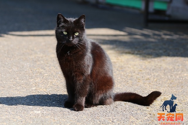 猫咪有口臭怎么办