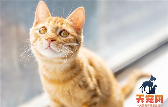 为什么野猫晚上撕心裂肺的叫怎么解决