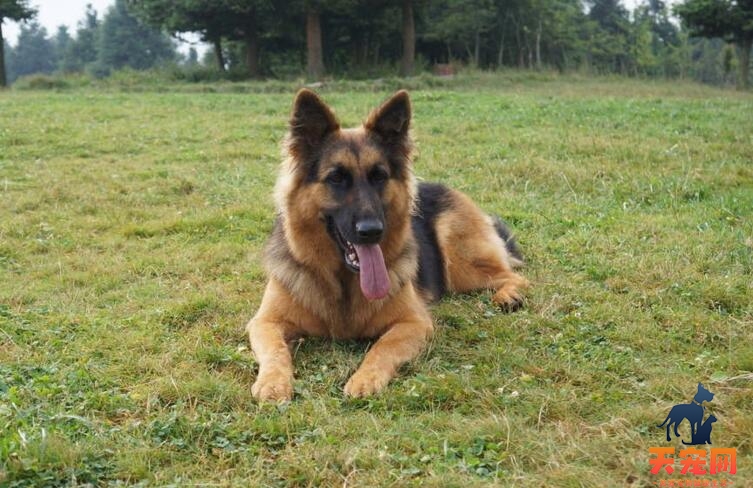 德国牧羊犬拉肚子该怎么办？最佳解决窍门献给大家