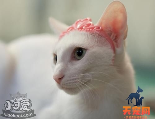 东方猫贫血怎么办 东方猫贫血解决办法