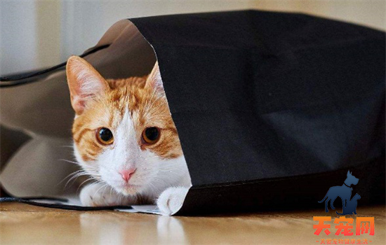 ​七个月的猫等于多少岁