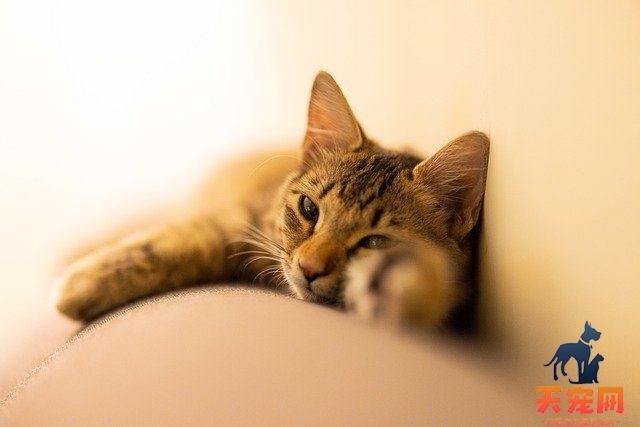 猫瘦的原因是什么