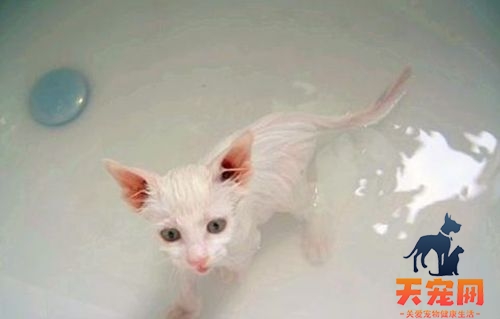 怎么训练猫洗澡 猫咪乖乖洗澡小技巧