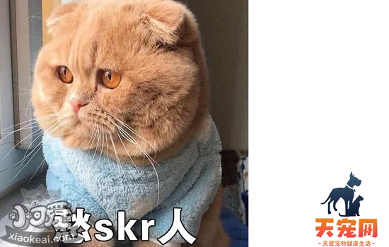 猫不用猫砂怎么办 那是你护理不正确