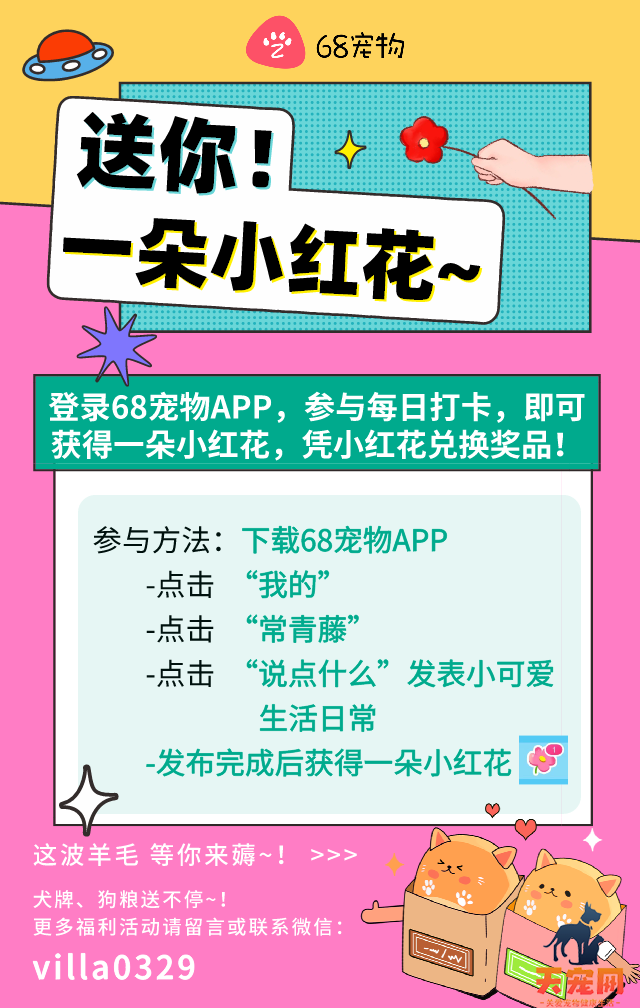 入春回暖,小心皮肤问题—猫癣!
