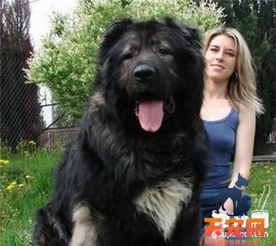 带高加索犬长途旅行的注意事项