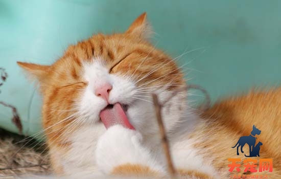 猫猫为什么老是喜欢吐舌头喘气