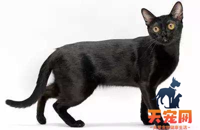 孟买猫怎么消除泪痕 孟买猫泪痕消除方法