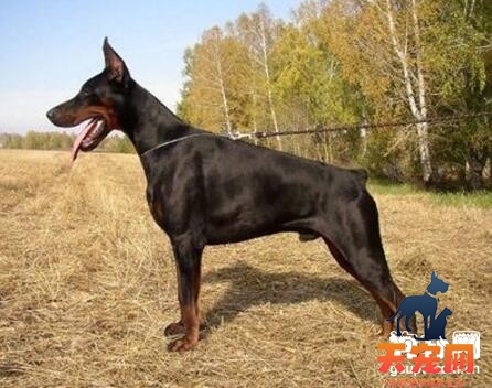纯种杜宾犬特征，杜宾犬形态特征详解