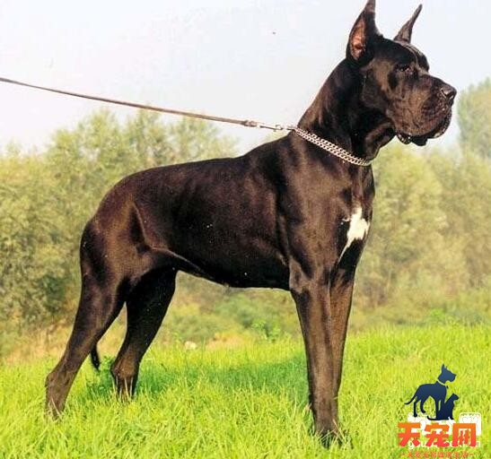 大丹犬能长多大多高，纯种大丹犬标准