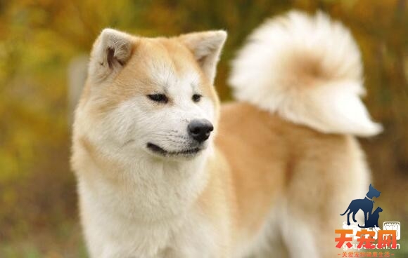 秋田犬怀孕的症状表现
