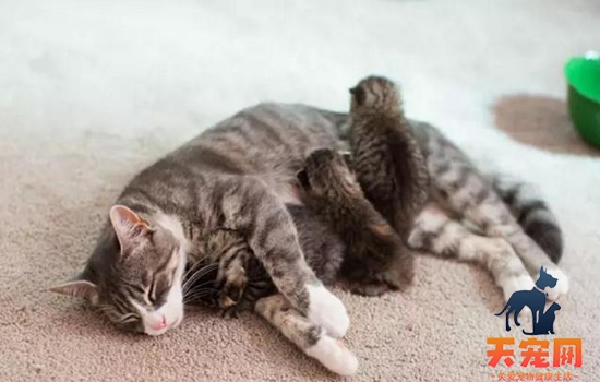 小奶猫拉肚子怎么办 小奶猫护理指南