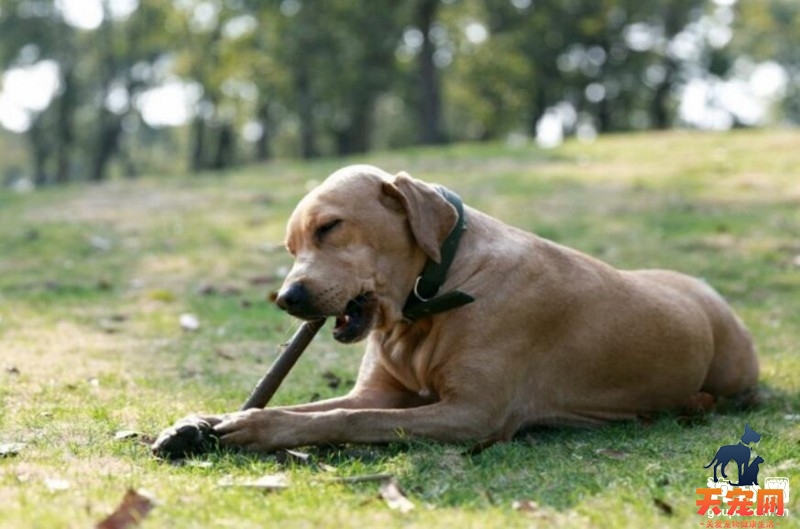 拉布拉多犬口水多怎么办，拉布拉多喜欢流口水的原因