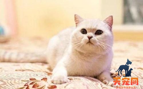 英短猫为什么有泪痕 每天清理英短猫的眼睛