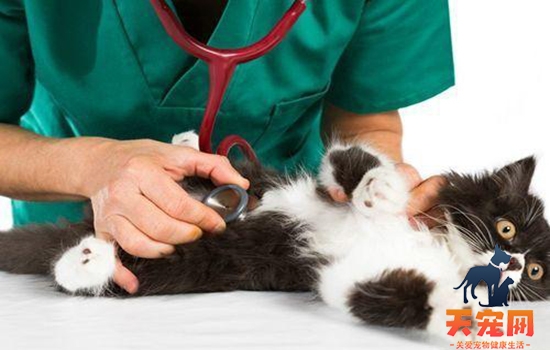 猫咪为什么会肝衰竭 猫咪肝衰竭病因分析