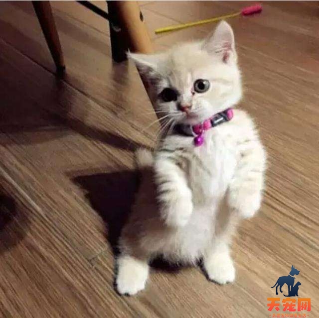 猫为什么会站起来作揖 猫为什么喜欢作揖