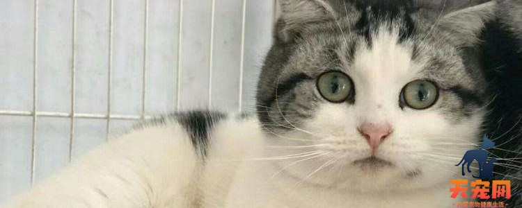 猫咪牙龈红肿用什么药 及时消炎很关键的！