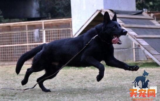 黑狼犬不吃东西怎么办