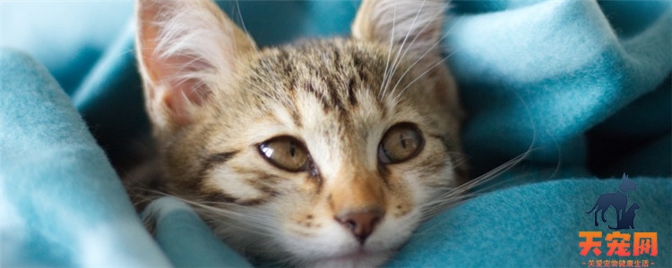 猫绝育不摘子宫可以吗 母猫绝育必须全摘