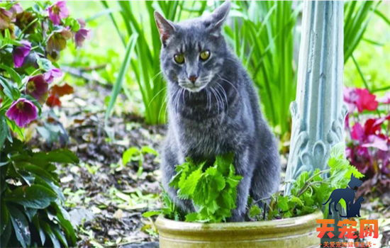 ​猫淋湿一宿会死吗